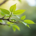 Rüyada ağaç dalı görmek ve hayatla ilişkisi