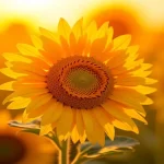 Rüyada ayçiçeği görmek, olgunlaşmış ve taneleri dolgun bir çiçek, emeğin karşılığını almak anlamına gelir.