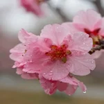 Rüyada bahar görmek ve çiçeklerin açtığını görmek, yeni başlangıçların ve kişisel dönüşümün en güçlü sembollerinden biridir.