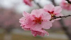 Rüyada bahar görmek ve çiçeklerin açtığını görmek, yeni başlangıçların ve kişisel dönüşümün en güçlü sembollerinden biridir.